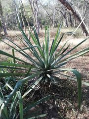 Agave vivipara
