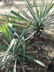 Agave vivipara