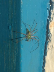 Peucetia striata