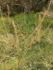 Lepidium africanum