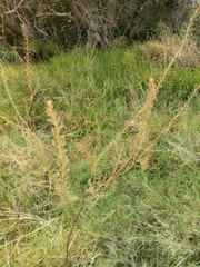 Lepidium africanum