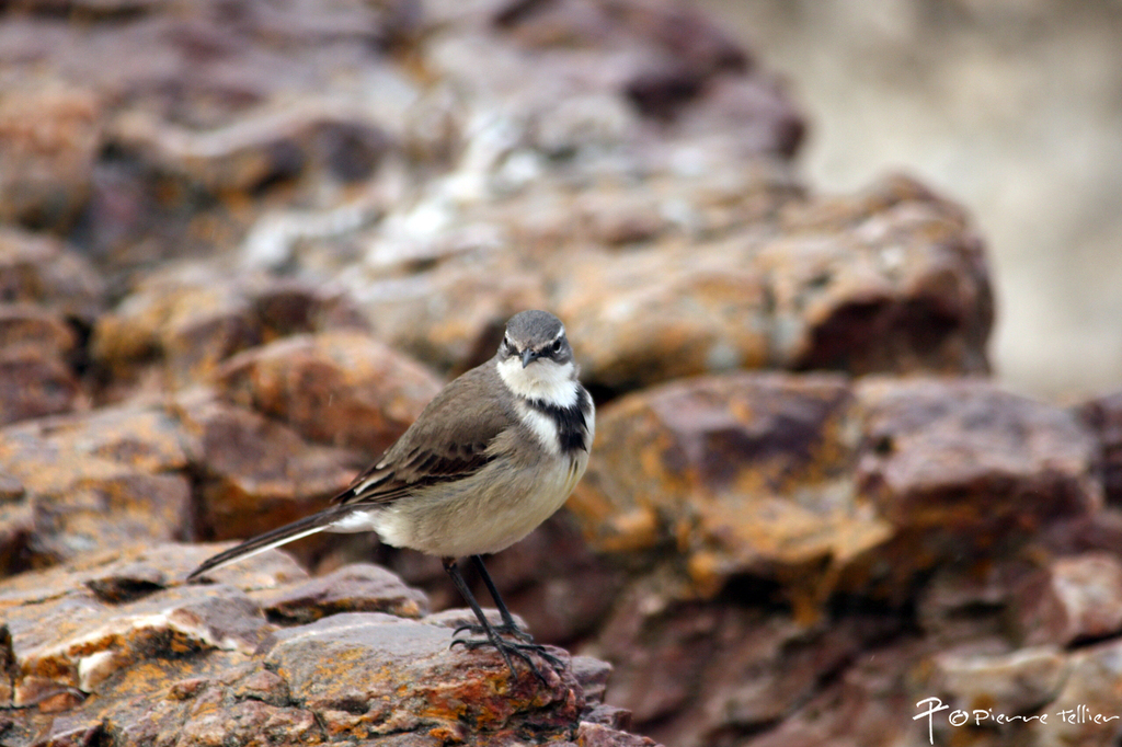 Cape Wagtail