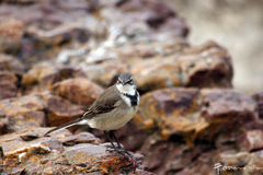 Cape Wagtail photo 2