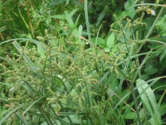Cyperus imbricatus