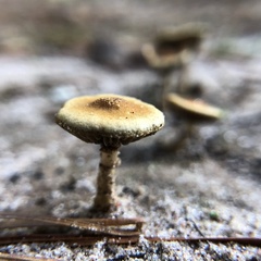 Conocybe arrhenii