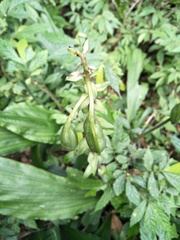 Collabieae