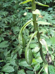 Collabieae