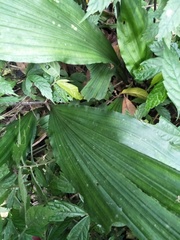 Collabieae