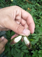 Collabieae