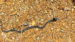 Thamnophis pulchrilatus