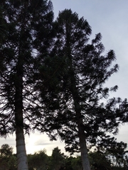 Araucaria heterophylla