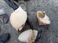 Maurea pellucida