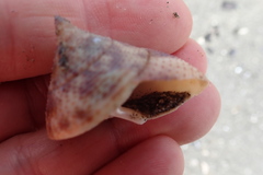 Maurea pellucida
