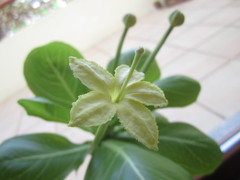 Brighamia insignis