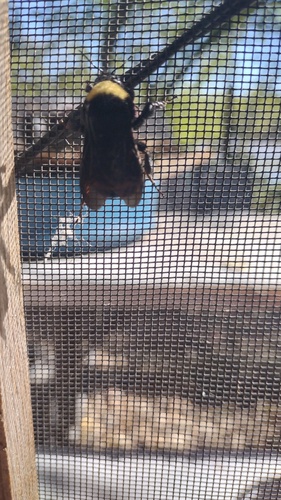 American Bumble Bee