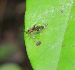 Canthyloscelis antennata