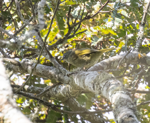 Shelley's Greenbul (Arizelocichla masukuensis), photo 9