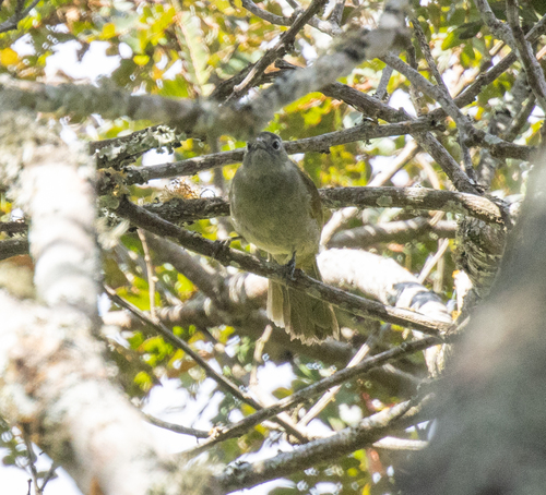 Shelley's Greenbul (Arizelocichla masukuensis), photo 1