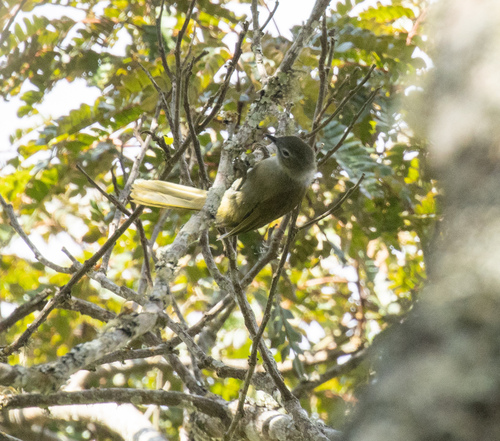 Shelley's Greenbul (Arizelocichla masukuensis), photo 2