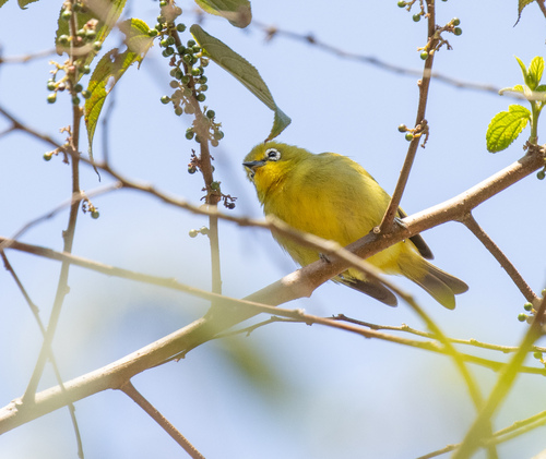 Southern Yellow White-eye (Zosterops anderssoni), photo 6