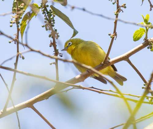Southern Yellow White-eye (Zosterops anderssoni), photo 3