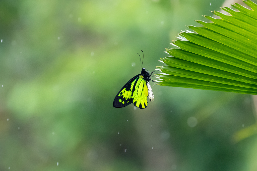 Aetheoptera