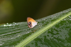 Argyronympha rubianensis