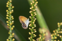 Argyronympha rubianensis