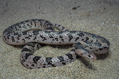 Isla Cerralvo Long-nosed Snake