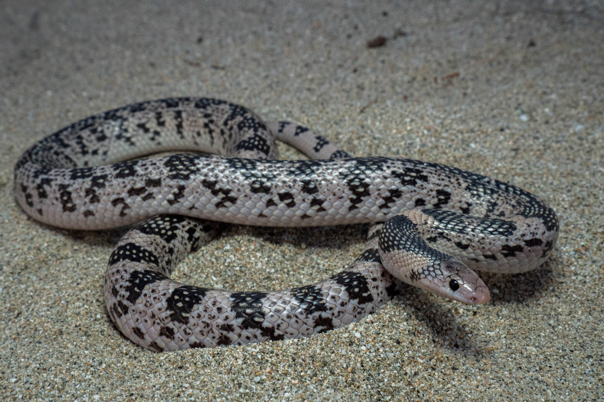 Cerralvo Island Long-Nosed Snake photo 4