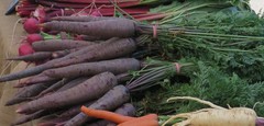 Daucus carota sativus