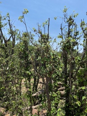 Androstachys johnsonii