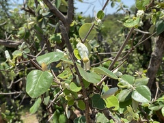 Androstachys johnsonii