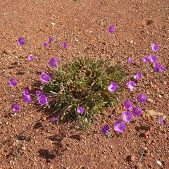 Calandrinia remota