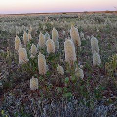 Ptilotus nobilis