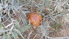 Banksia pteridifolia