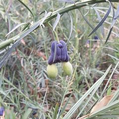 Podocarpus drouynianus