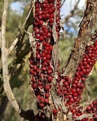 Pilostyles coccoidea