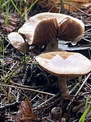 Cortinarius laniger
