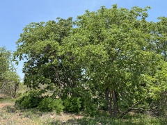 Xeroderris stuhlmannii