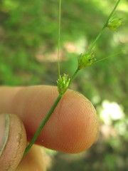 Carex radiata