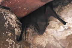 Taphozous nudiventris