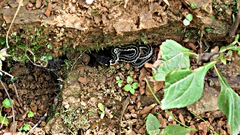 Thamnophis pulchrilatus