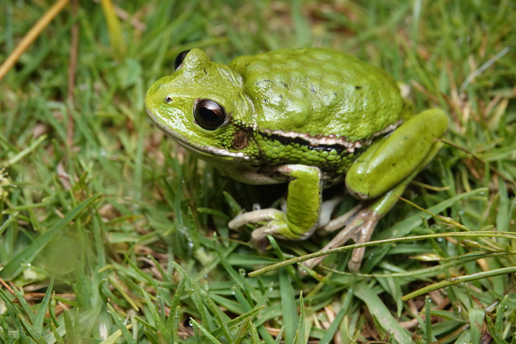 San Lucas Marsupial Frog