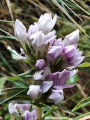 Gentianella anisodonta