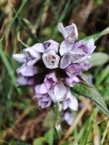 Gentianella anisodonta, photograph 2