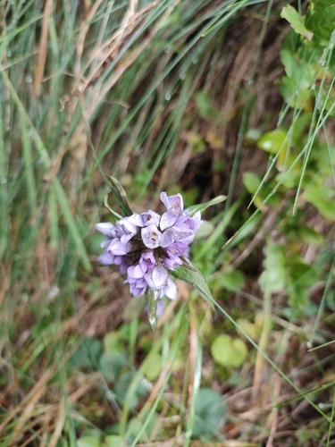 Gentianella anisodonta, photograph 3