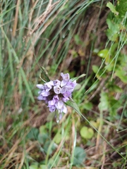 author not stated, no rights reserved Gentianella anisodonta, photograph author not stated, no rights reserved