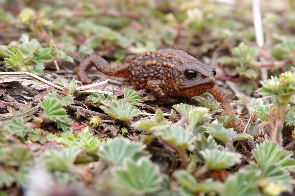 Peracca's Plump Toad