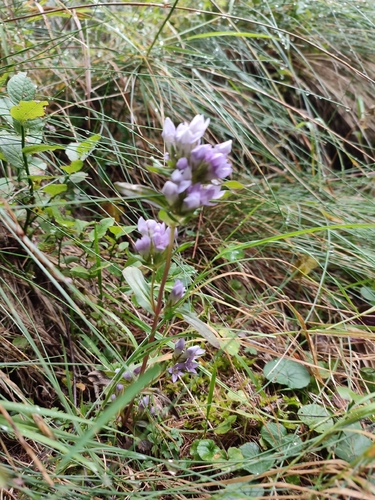 Gentianella anisodonta, photograph 4